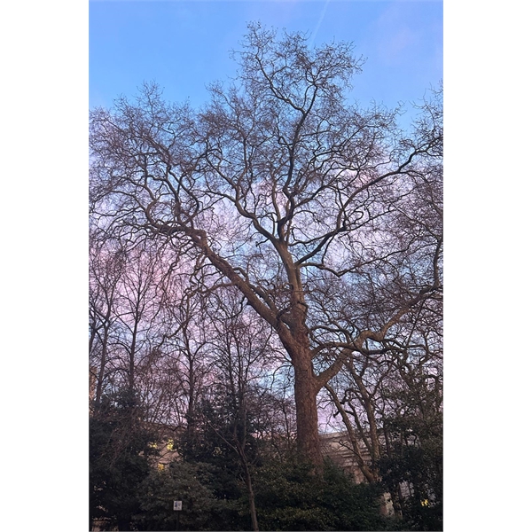 Sustainability Officer